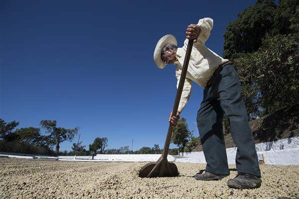 Coffee beans of the Santa Adelaida coffee cooperative in El Salvador are being dried under the sun.