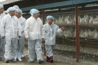 President Chen Inspects Netted Chicken Farm.